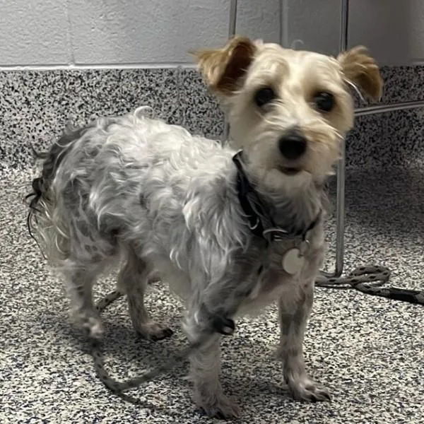 An adult medium-sized female Yorkshire Terrier dog named Holly for adoption in Golden, CO