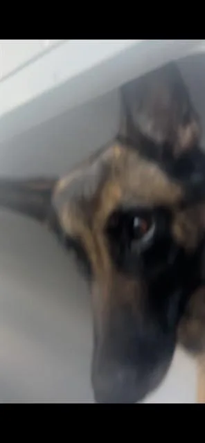 An adult medium-sized female Belgian Shepherd / Malinois dog named Lolita for adoption in Palmetto, FL