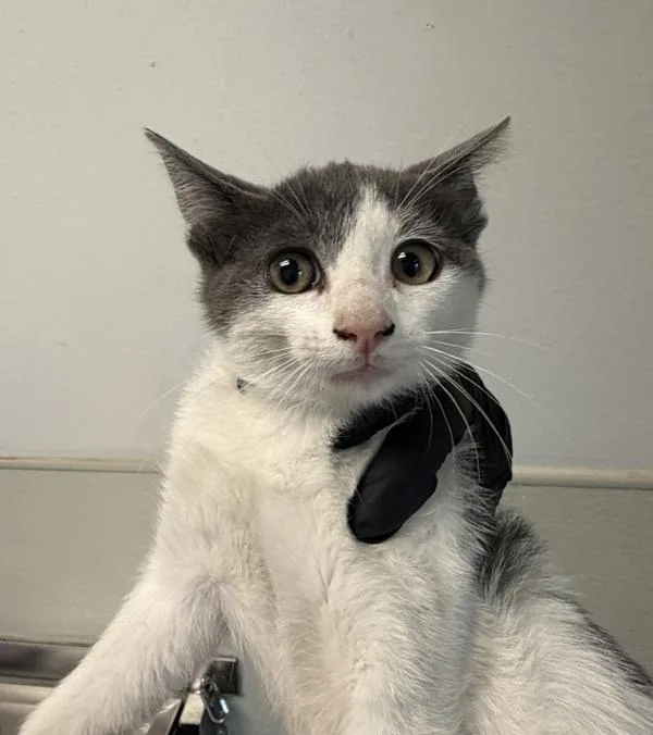 A baby small-sized male Domestic Short Hair cat named Daniel for adoption in San Diego, CA