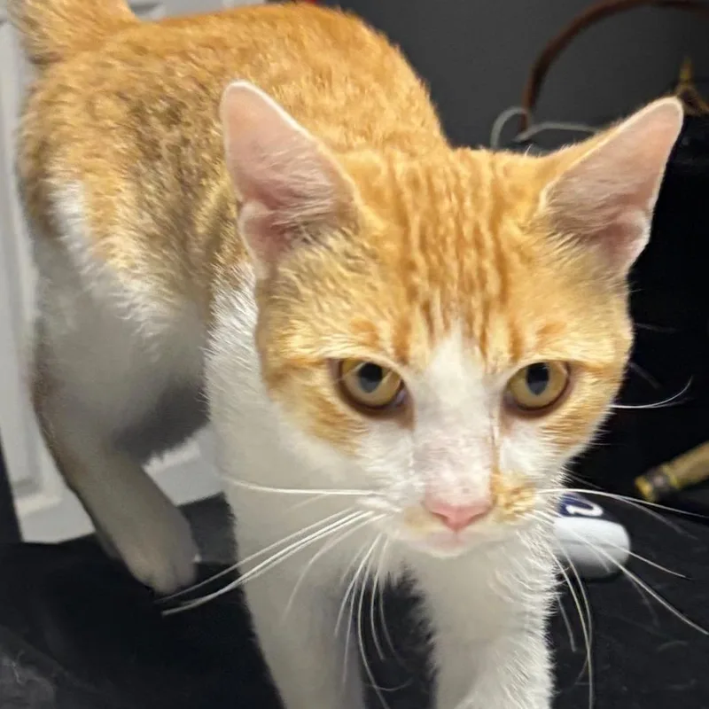 An adult large-sized male Orange / Red Domestic Short Hair cat named Glenn for adoption in Indianapolis, IN