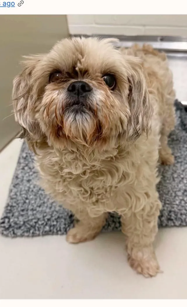 An adult small-sized female Golden Shih Tzu dog named Ava for adoption in Boulder, CO