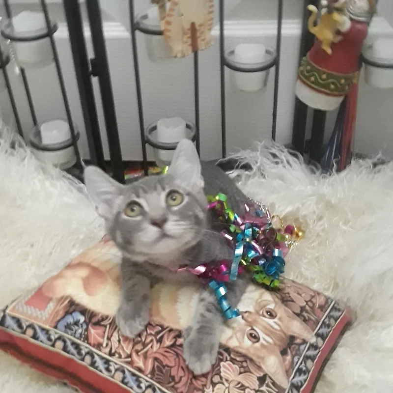 A baby medium-sized male Gray & White Tabby cat named Fred Flintstone Lb M for adoption in Phoenix, AZ