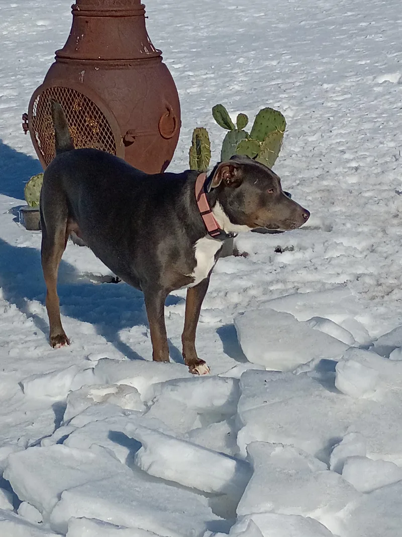 Ma’am Sapphire thumbnail 4