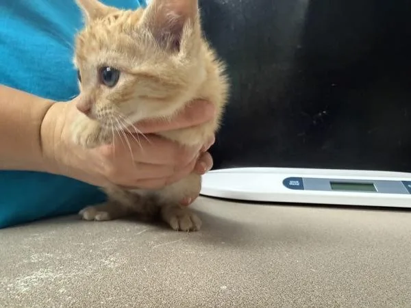A baby small-sized female Domestic Short Hair cat named Lollipop for adoption in Salisbury, MD
