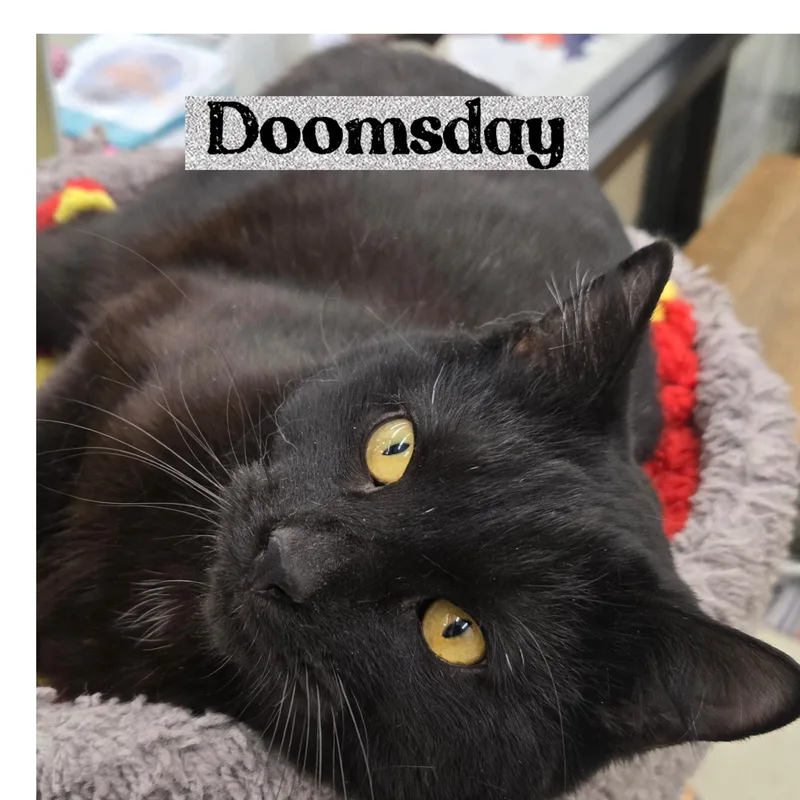 Doomsday thumbnail 2