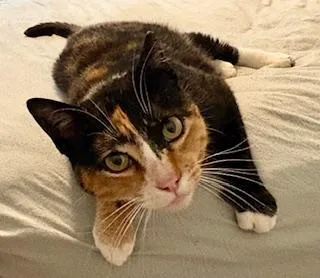 A young medium-sized female Calico Domestic Short Hair cat named Cinnamom for adoption in Philadelphia, PA