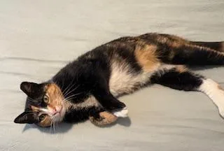 Cinnamom thumbnail 2