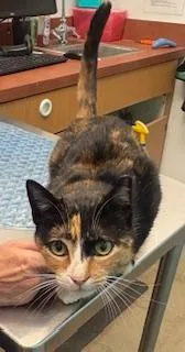 Cinnamom thumbnail 3