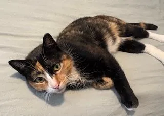 Cinnamom thumbnail 4