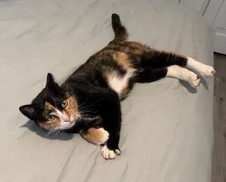 Cinnamom thumbnail 5