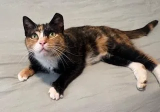 Cinnamom thumbnail 6