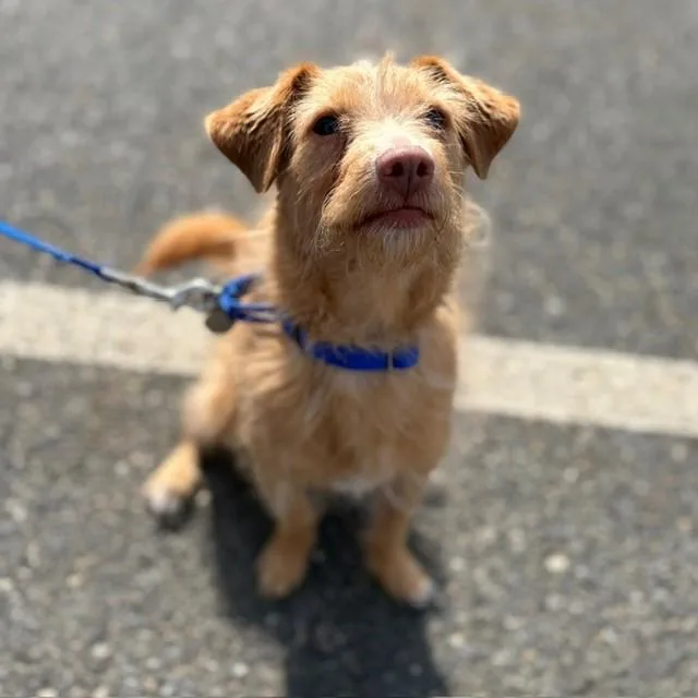 An adult small-sized male Parson Russell Terrier dog named Scooby for adoption in Boston, MA
