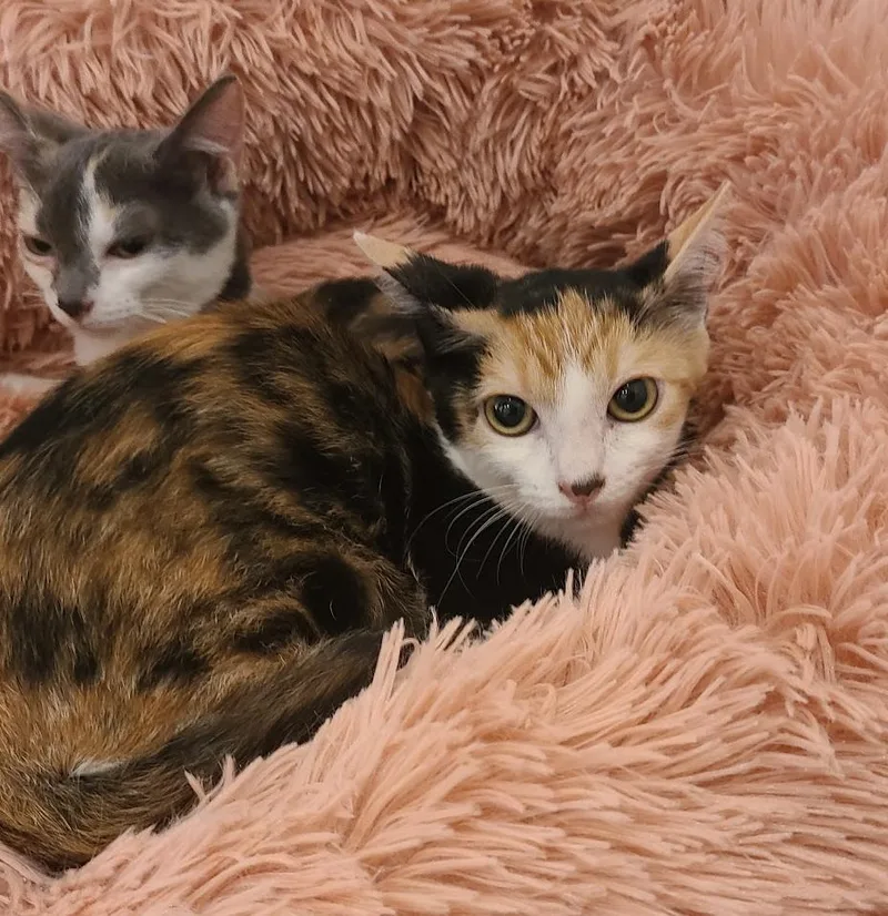 Szechuan thumbnail 2