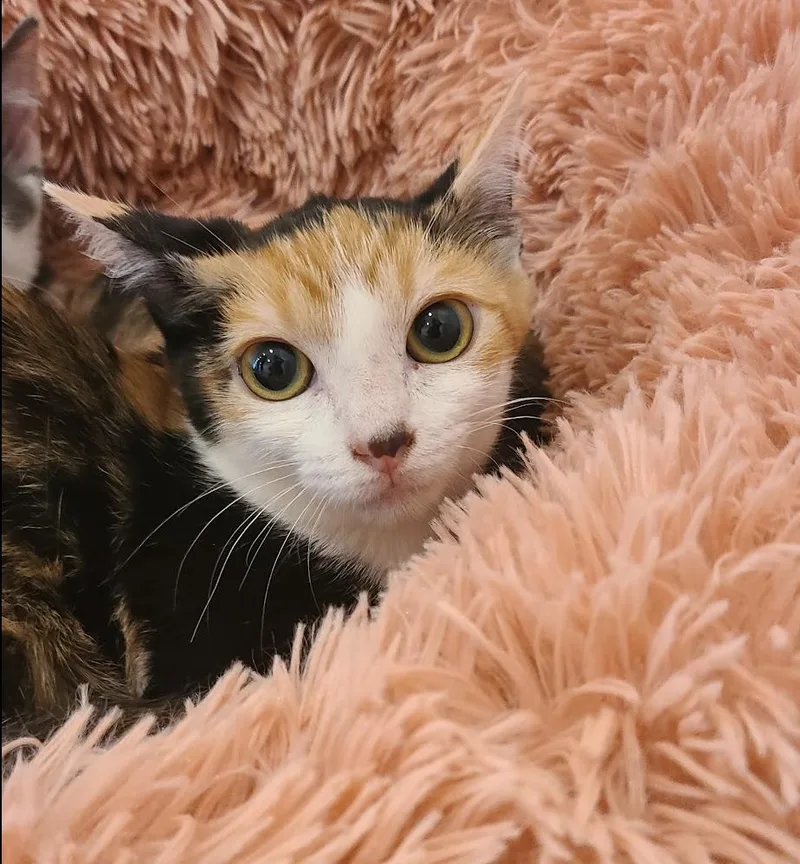 Szechuan thumbnail 3