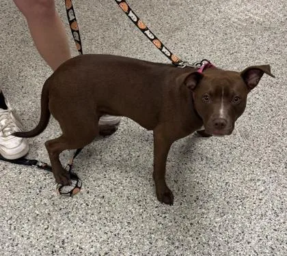An adult medium-sized female Brown / Chocolate Pit Bull Terrier dog named Penny Loafer for adoption in Kansas City, MO