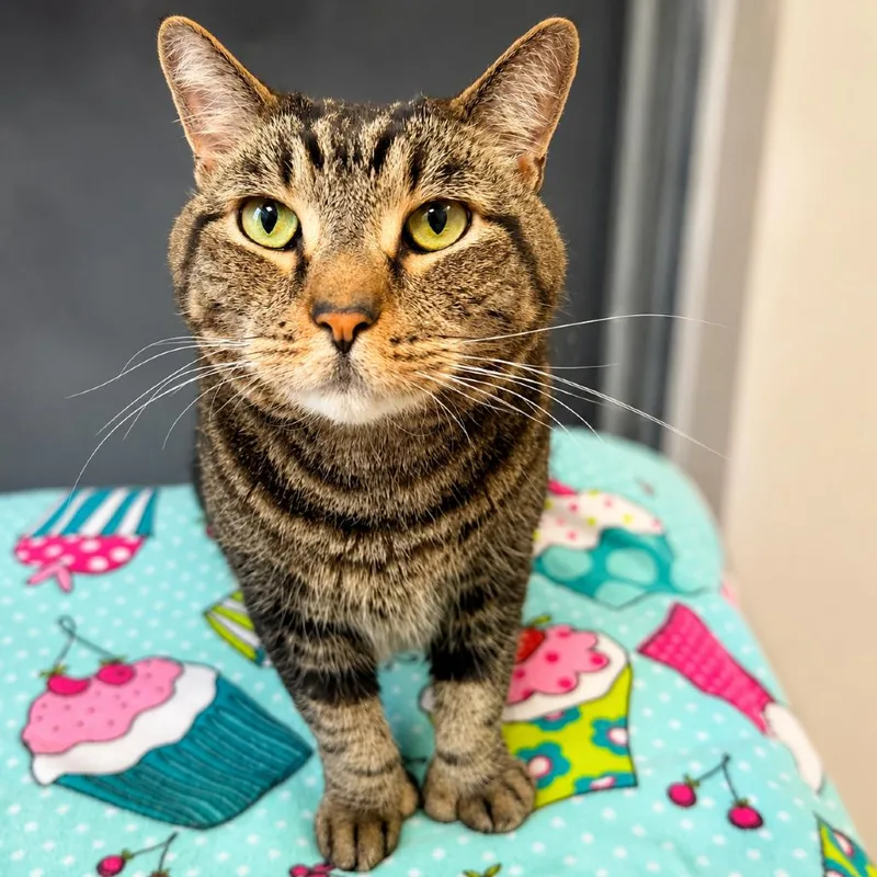 A senior small-sized male Brown / Chocolate Domestic Short Hair cat named Lenny for adoption in Hopkinton, MA