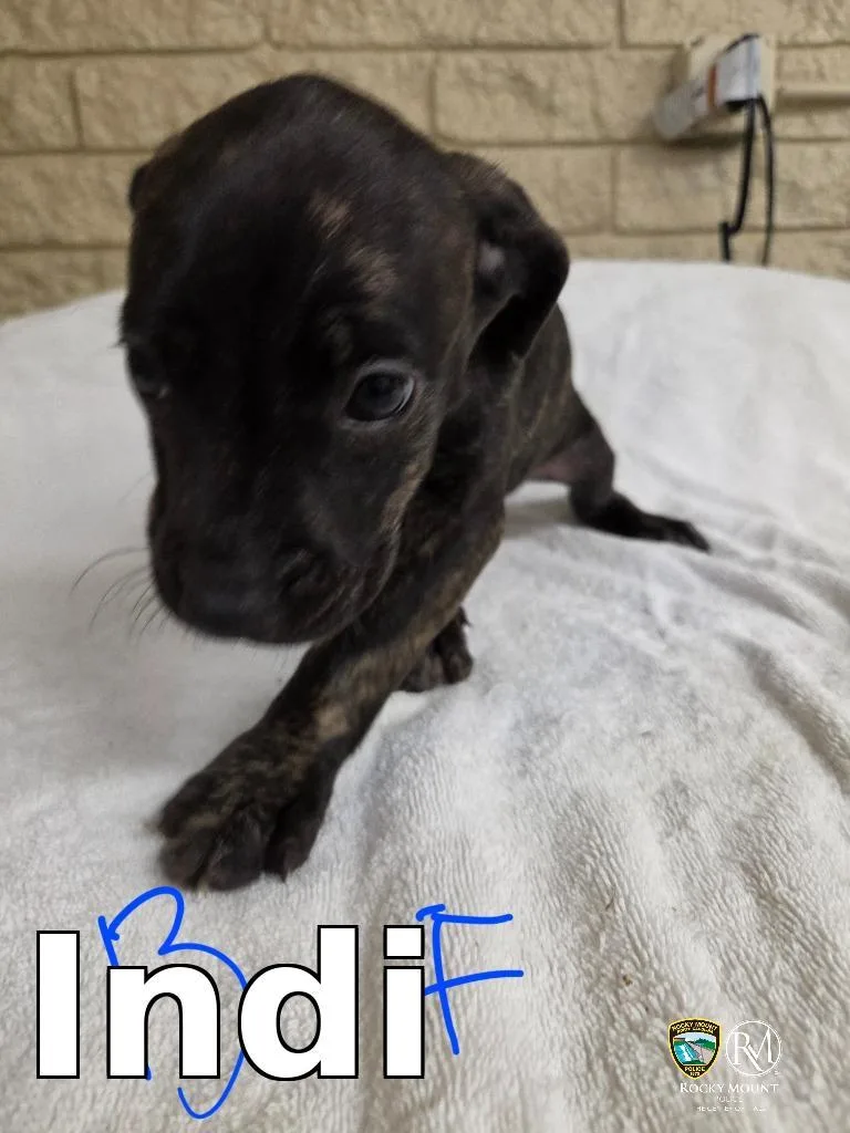 A baby small-sized female Cane Corso dog named Indi for adoption in Rocky Mount, NC