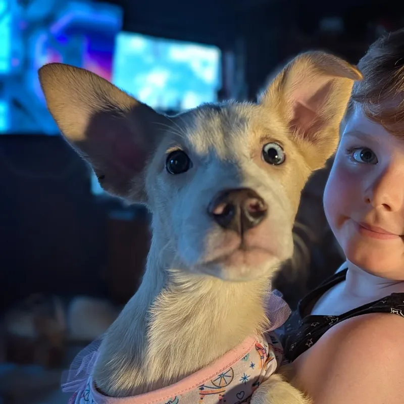 A baby medium-sized female Yellow / Tan / Blond / Fawn Mixed Breed dog named Starry for adoption in Melbourne, KY