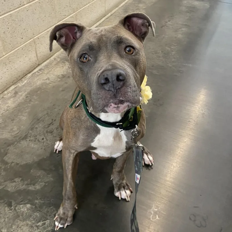An adult medium-sized female Brown / Chocolate Mixed Breed dog named Genevieve for adoption in Pittsburgh, PA