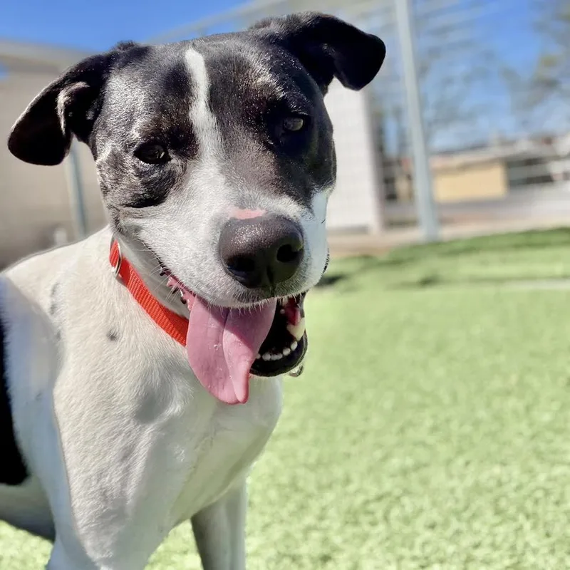 An adult medium-sized male Black Border Collie dog named Saint for adoption in Whitehall, PA