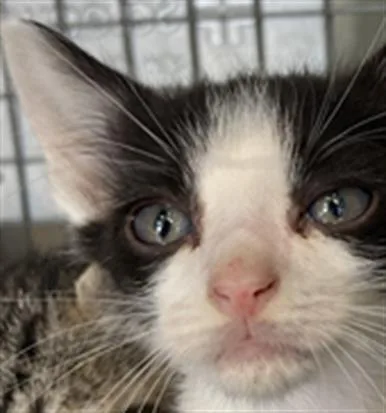 A baby small-sized male Domestic Short Hair cat named Kermit for adoption in Dallas, TX