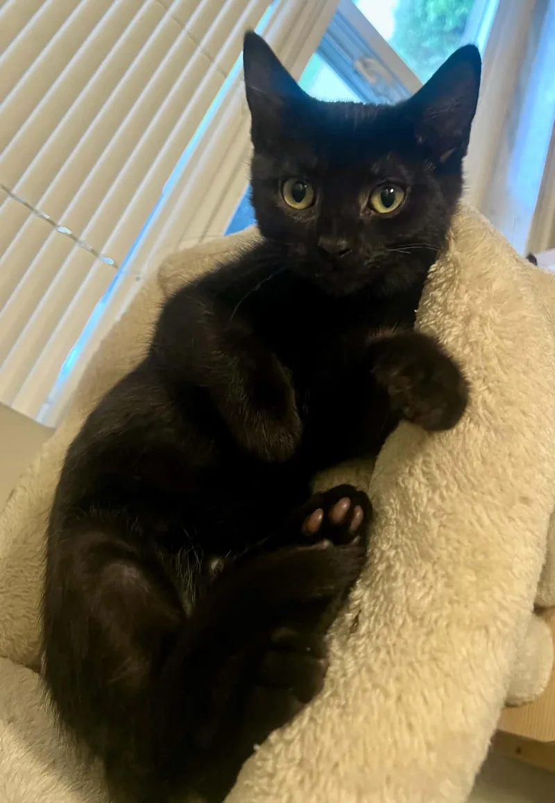 A baby medium-sized male Domestic Short Hair cat named Cliff for adoption in Royal Oak, MI