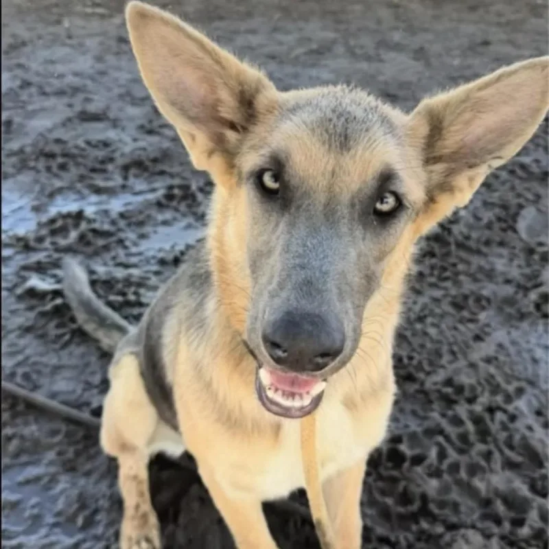 A young large-sized female Yellow / Tan / Blond / Fawn German Shepherd Dog named Rory for adoption in Castle Pines, CO