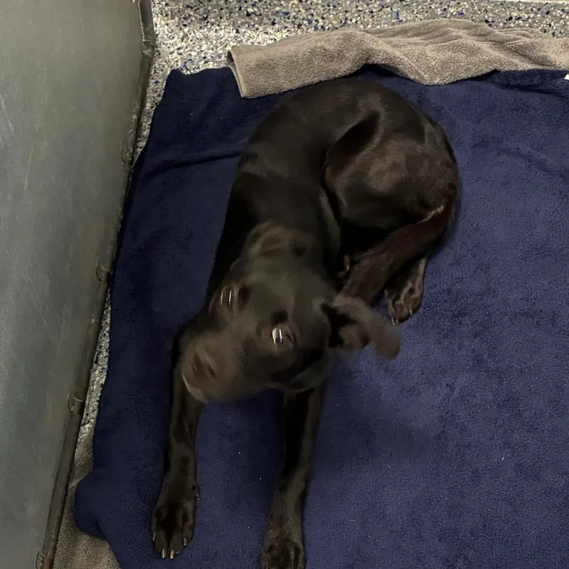 A young medium-sized female Black Mixed Breed dog named Nova for adoption in Greenville, SC