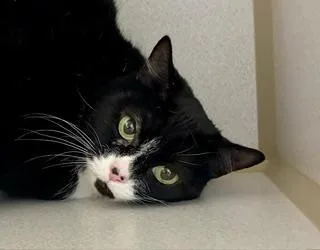 An adult medium-sized female Black & White / Tuxedo Domestic Short Hair cat named Jade for adoption in Winter Haven, FL