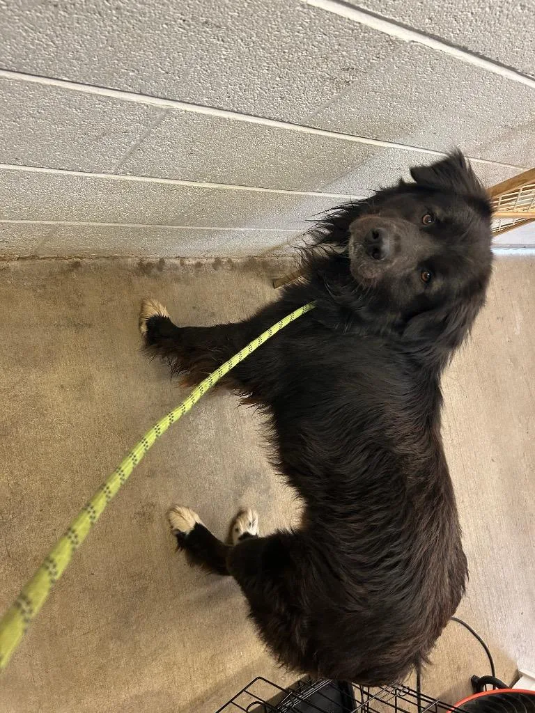 A young large-sized male Mixed Breed dog named Spark for adoption in Chickamauga , GA