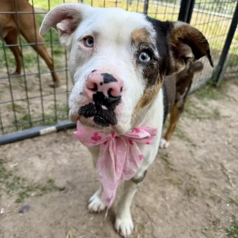 An adult medium-sized female White / Cream American Staffordshire Terrier dog named Marshmallow for adoption in Pittsburgh, PA