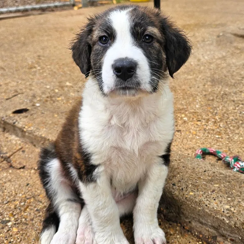 A young medium-sized male Mixed Breed dog named Merle Months for adoption in Sterling, MA