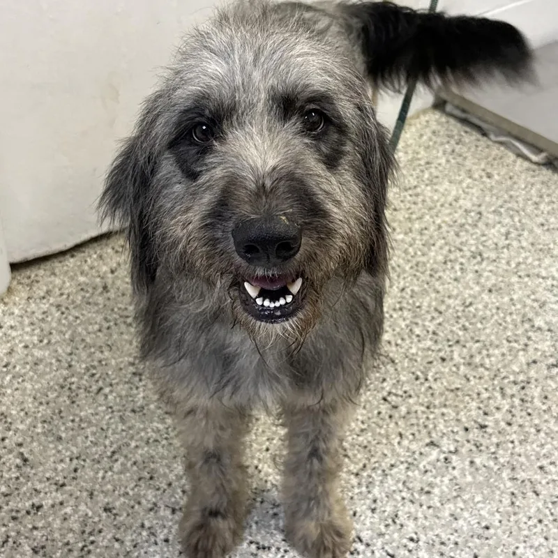 An adult medium-sized male Gray / Blue / Silver Sheep Dog dog named Snoop Froggy Dog for adoption in Hattiesburg, MS