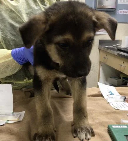 A baby small-sized male German Shepherd Dog dog named Ace for adoption in Riverside, CA