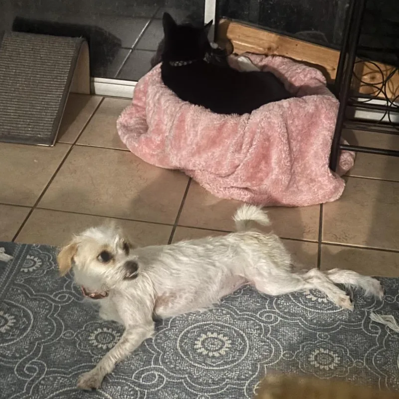 An adult small-sized female White / Cream Terrier dog named Mookie for adoption in Fort Lauderdale, FL
