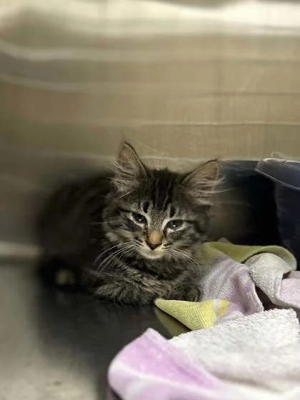 A baby small-sized female Domestic Short Hair cat named Shorty for adoption in Munster, IN