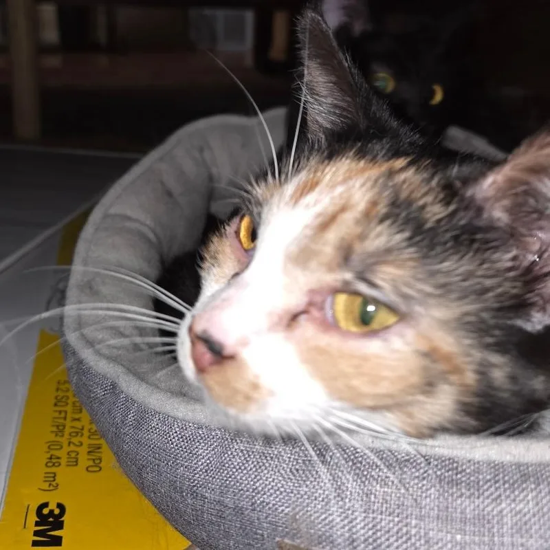 A young medium-sized female White Domestic Short Hair cat named Sunspot for adoption in Traverse City, MI