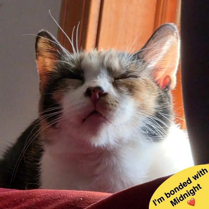 Sunspot thumbnail 3