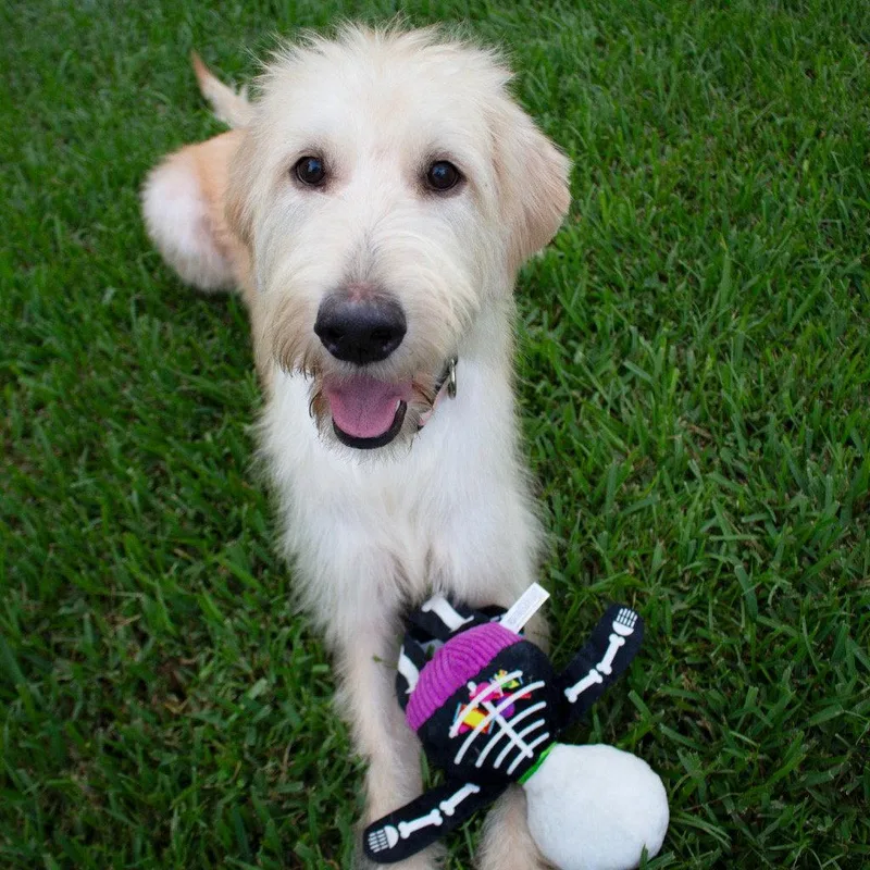 A young medium-sized female Labrador Retriever dog named Goldie for adoption in Bloomfield, CT