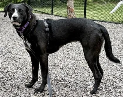 An adult medium-sized female Mixed Breed dog named Winny for adoption in Cincinnati, OH