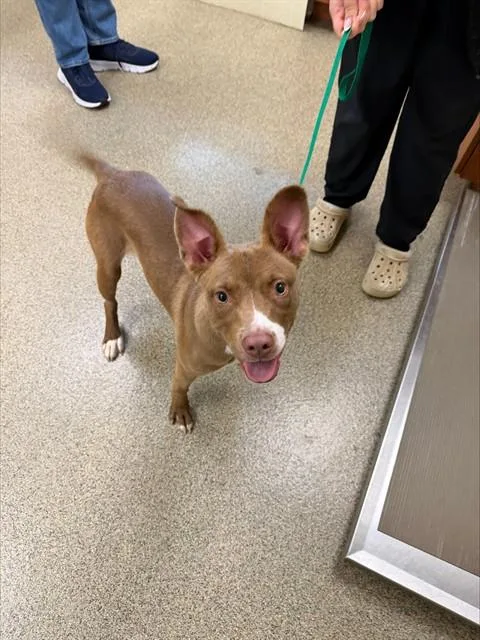 A young small-sized female Terrier dog named Alani for adoption in Fort Myers, FL