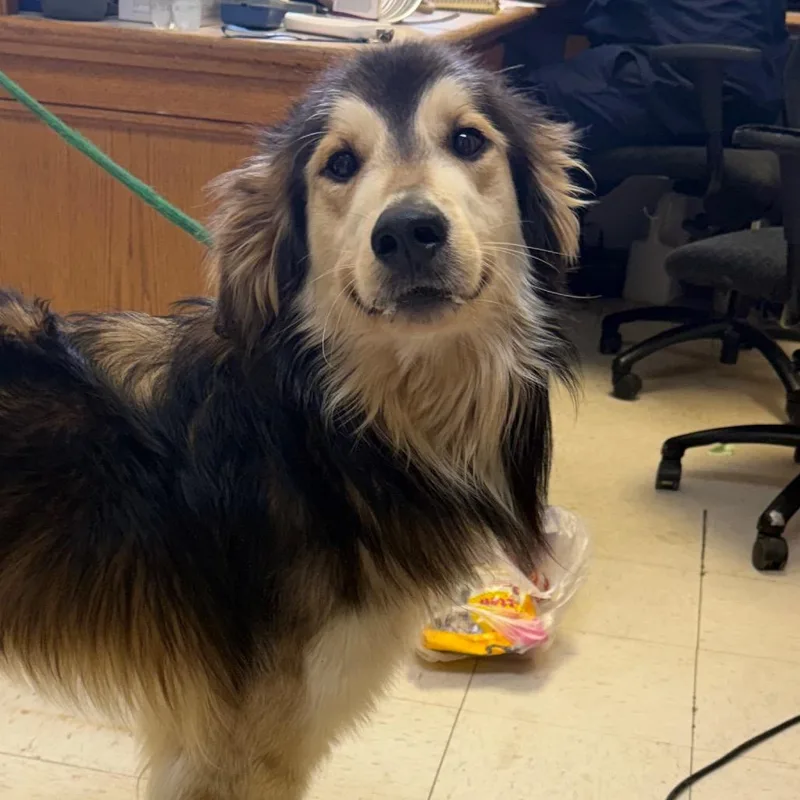 An adult large-sized male Brown / Chocolate Anatolian Shepherd dog named Waffle for adoption in Jacksonville, AR