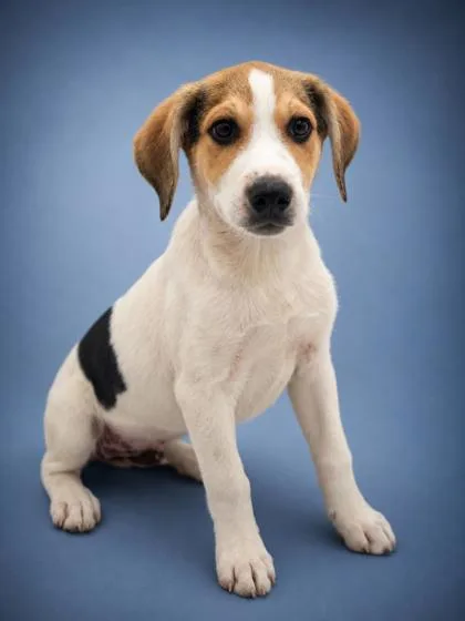 A young medium-sized male Hound dog named Larry for adoption in Bowling Green, KY