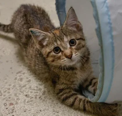 A baby small-sized female Domestic Short Hair cat named Clair for adoption in Baraboo, WI