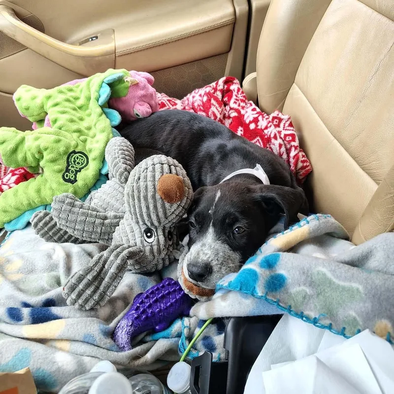 A baby large-sized male Black Great Dane dog named Marshmallow for adoption in Bullard, TX