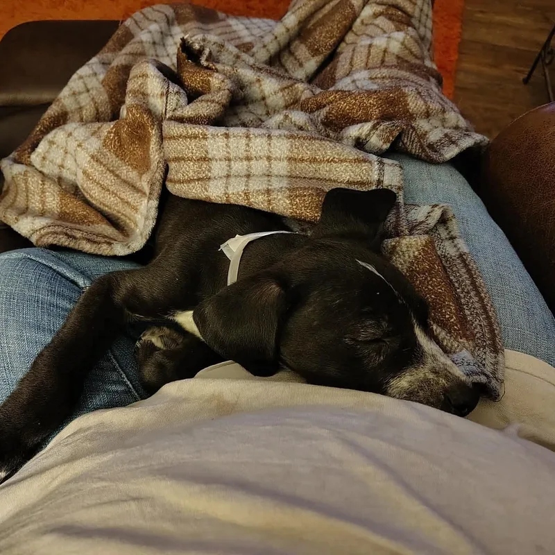 Marshmallow thumbnail 2