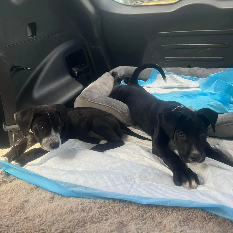 Marshmallow thumbnail 3