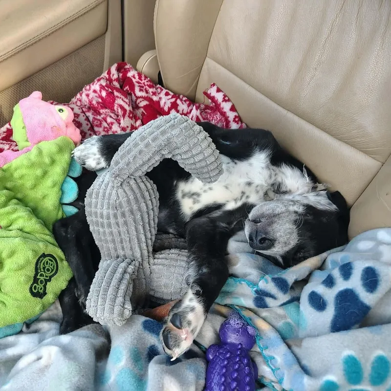 Marshmallow thumbnail 4