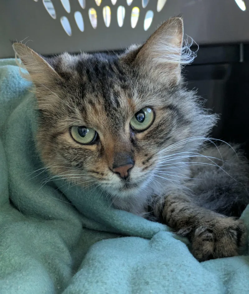An adult medium-sized female Torbie Domestic Medium Hair cat named Caramel for adoption in Melbourne, FL