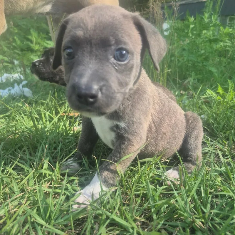 A baby small-sized female Brown / Chocolate Mixed Breed dog named Joan of Arc for adoption in Aberdeen, NC